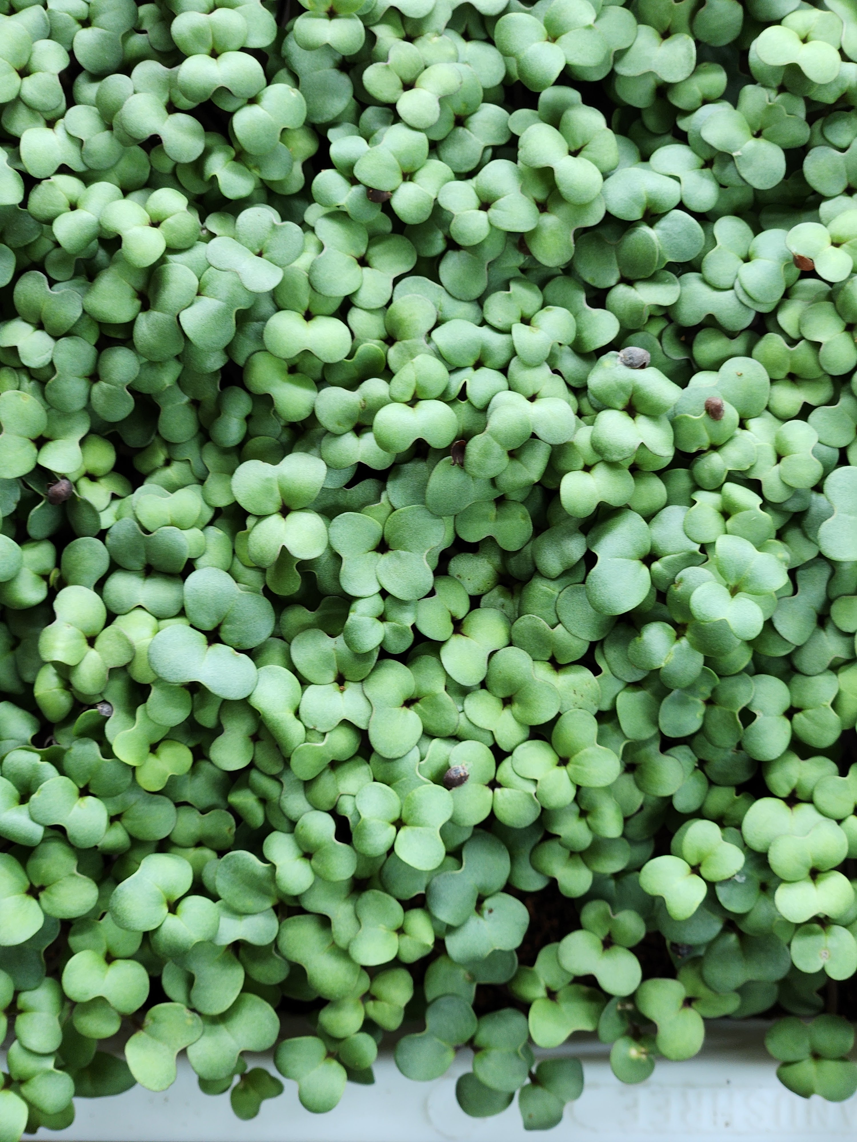 Broccoli Microgreens