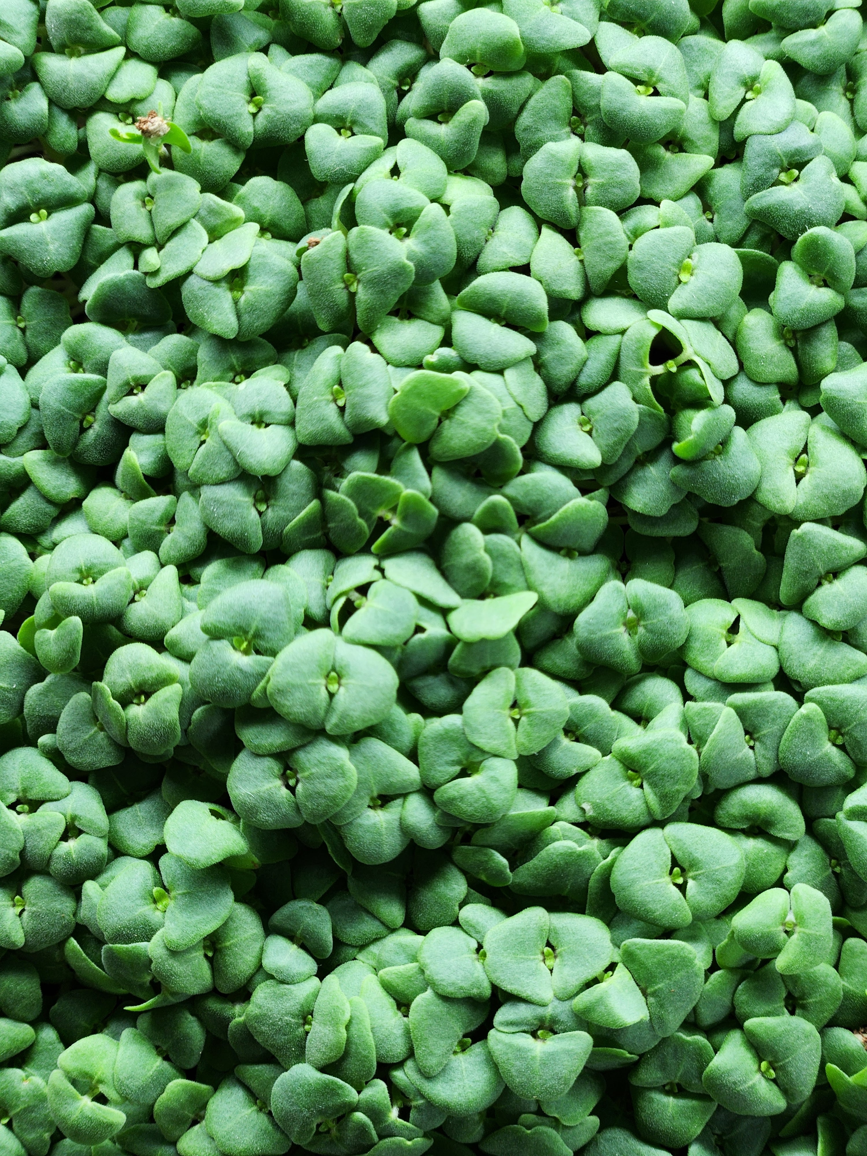 Chia Microgreens