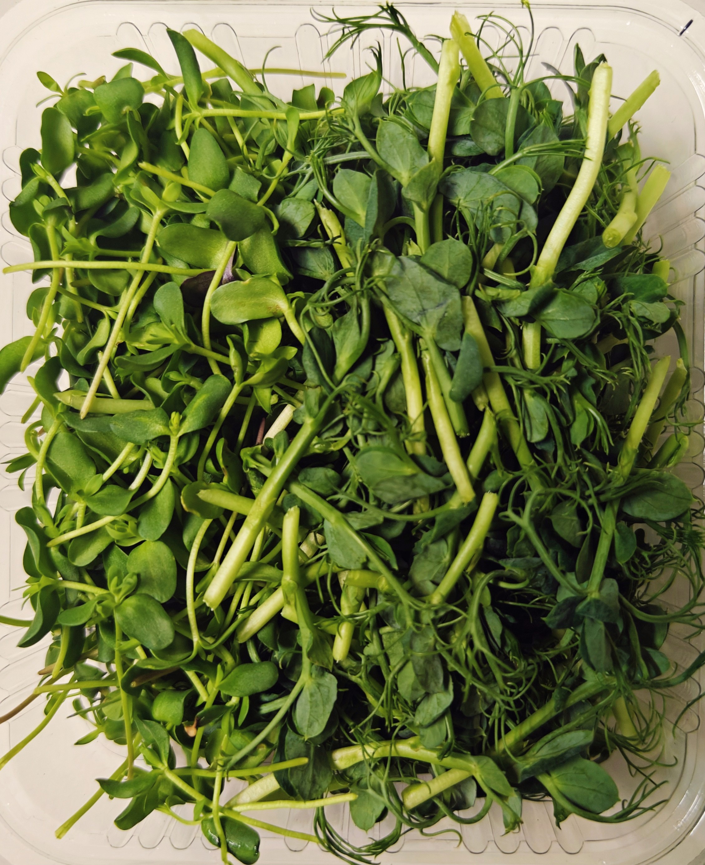 Green Peas Microgreens