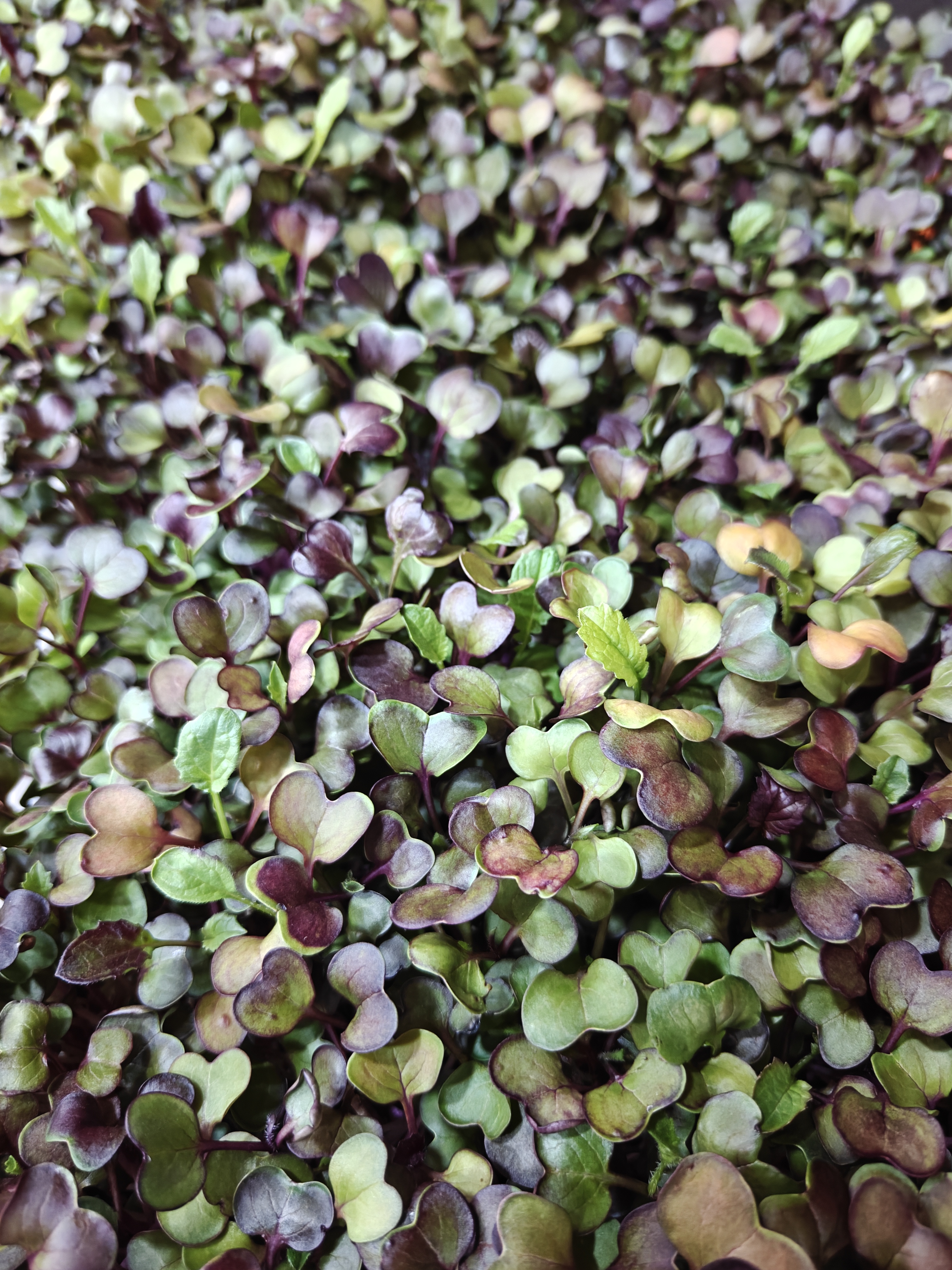 Radish Purple Sango Microgreens
