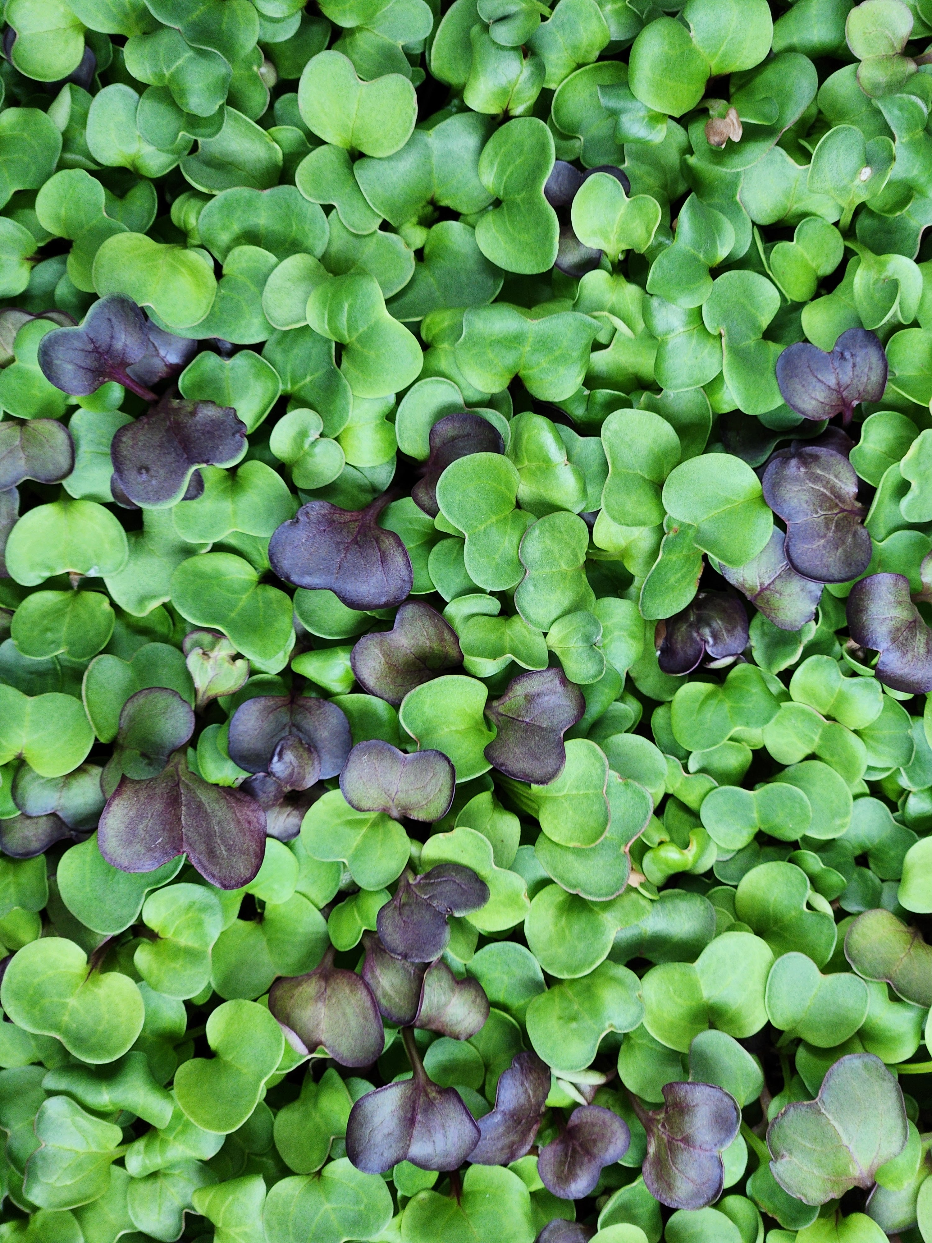 Radish Trio Mix Microgreens
